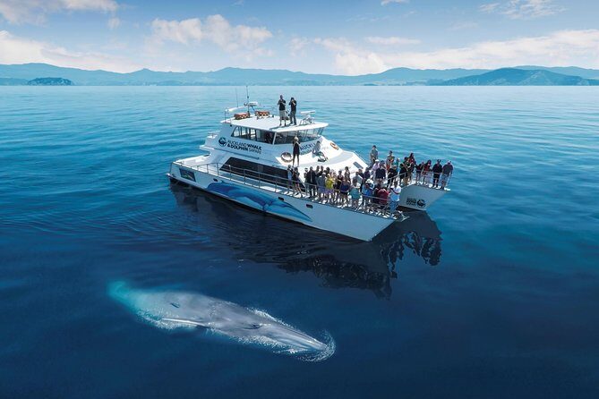 3 Day Bay Of Islands Tour from Auckland including Waitangi and Cape Reinga - Wildlife and timing: how to maximize your odds on the water