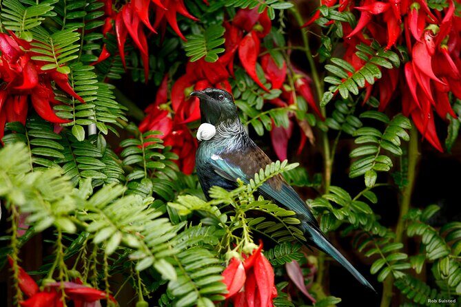 Afternoon Piha Beach and Rainforest Tour from Auckland - Key things to know before you go