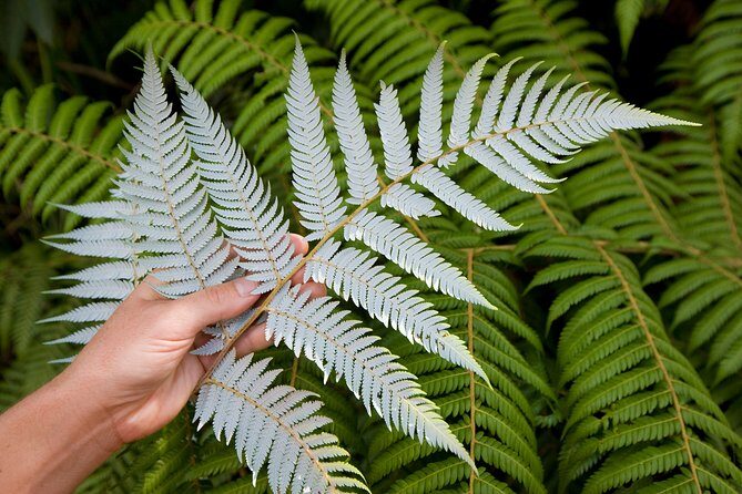 Auckland City and West Coast Full Day Tour - City Stops That Teach You Auckland’s Geology Fast