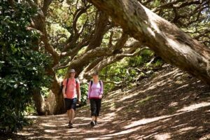 Auckland City and West Coast Luxury Tour - How the “luxury” part changes your day