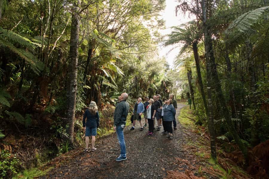 Auckland City, Beaches & Rainforest Premium Small Group Tour - North Shore and Mt Victoria: The best skyline angles you can reach in a day