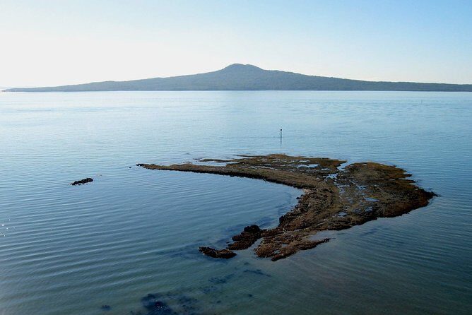Auckland City & Native Forest Experience - Fully Guided Day Tour - A Smart 8-Hour Loop From Auckland CBD