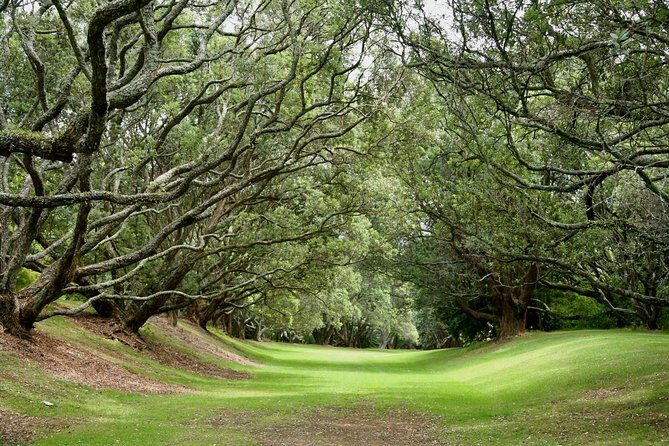 Auckland City & Native Forest Experience - Fully Guided Day Tour - Mt Eden Summit: The Easy 2 km Walk That Rewards You