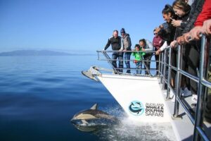 Auckland Dolphin and Whale Watching Eco-Safari Cruise - The Boat Experience: A 20-Meter Catamaran That’s Built for Watching