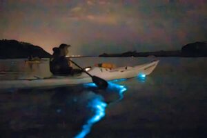 Auckland: Night Kayak Tour in Glowing Bioluminescent Waters - Safety Briefing and Gear: The Stuff That Makes Night Kayaking Feel Easy