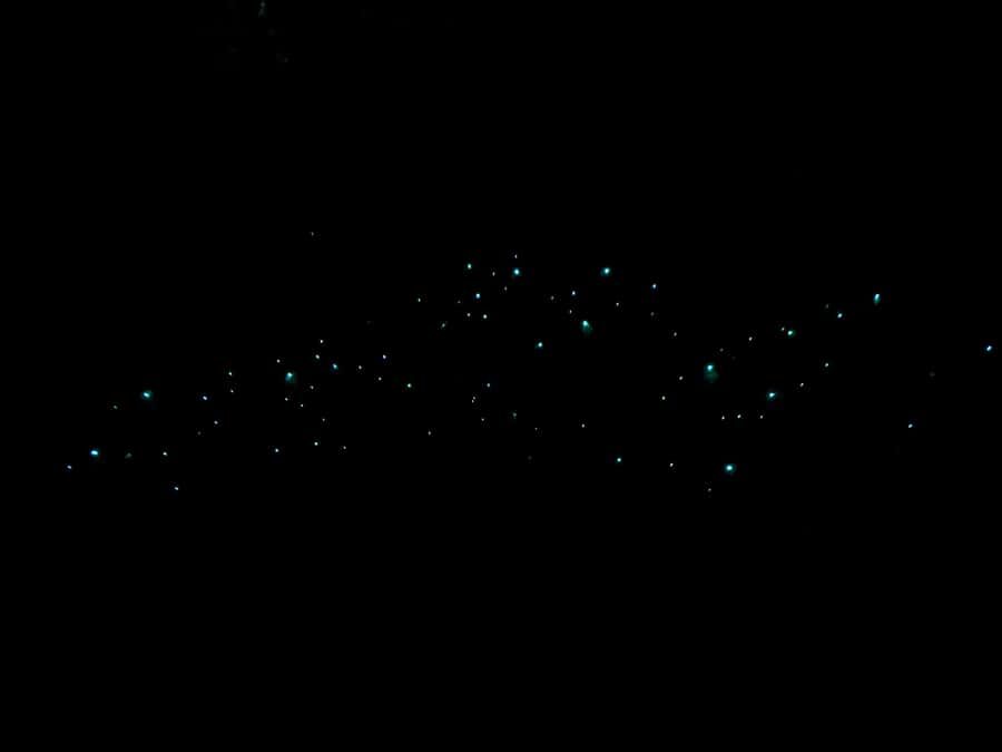 Auckland North Shore Glowworm Tour - Quick hits