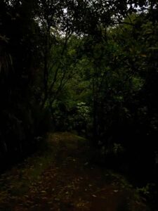 Auckland North Shore Glowworm Tour - The guided walk: what you actually see at night