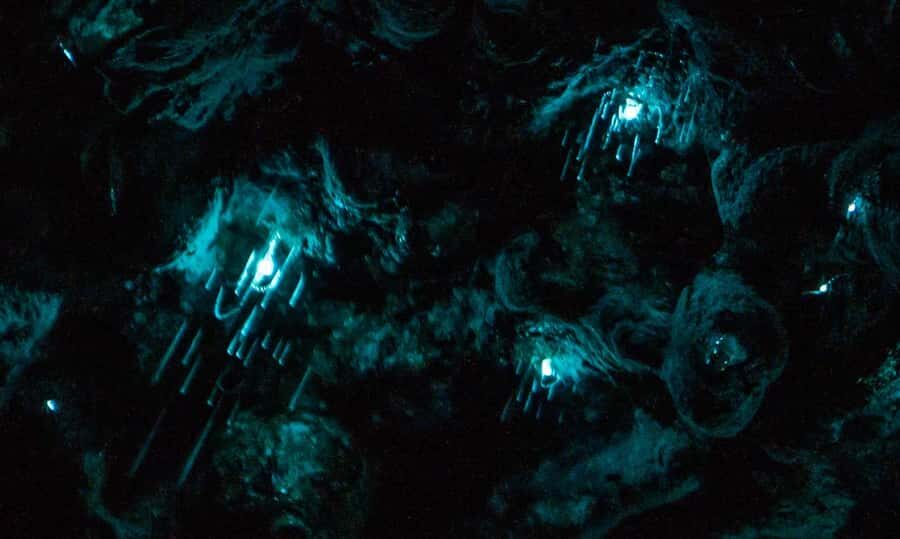 Auckland North Shore Glowworm Tour - Close-up Arachnocampa luminosa: the glowworm lifecycle in plain language