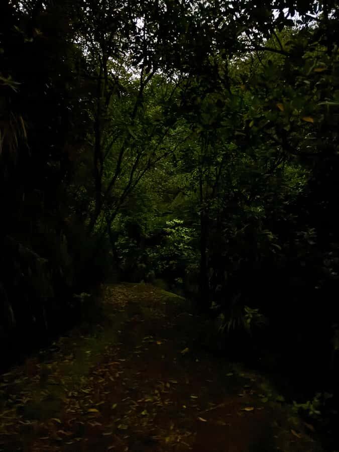 Auckland North Shore Glowworm Tour - The guided walk: what you actually see at night