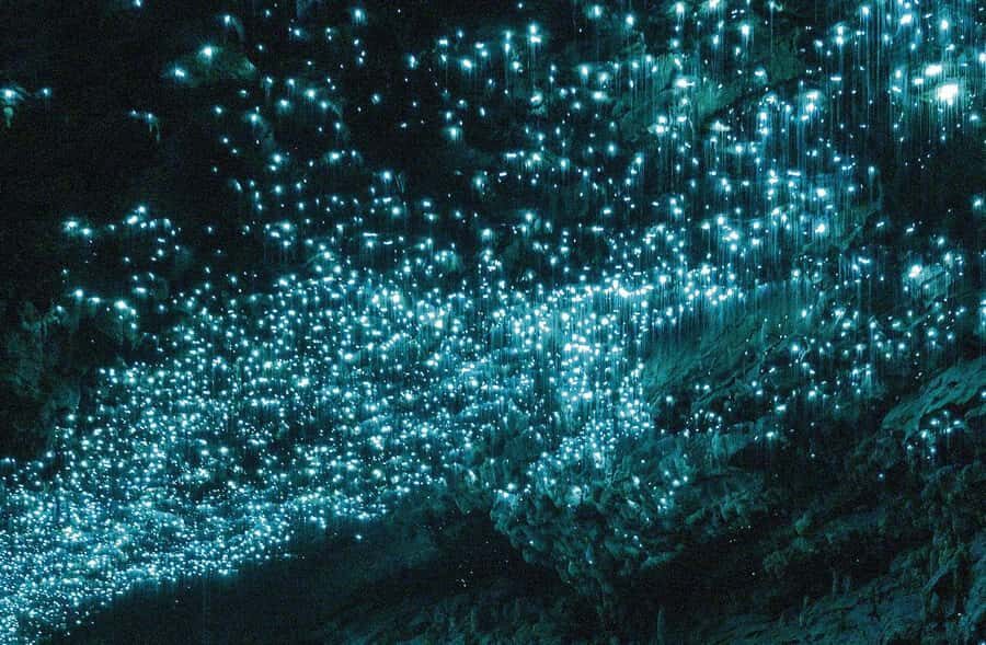 Auckland: Spellbound Glowworm Caves Explorer Tour - Leaving Auckland: the drive is long, but the day is set up well
