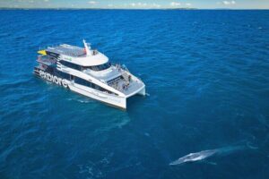 Auckland: Tikapa Moana Dolphin, Whale and Island Cruise - Onboard Setup: Viewing Decks, Windows, and Comfort