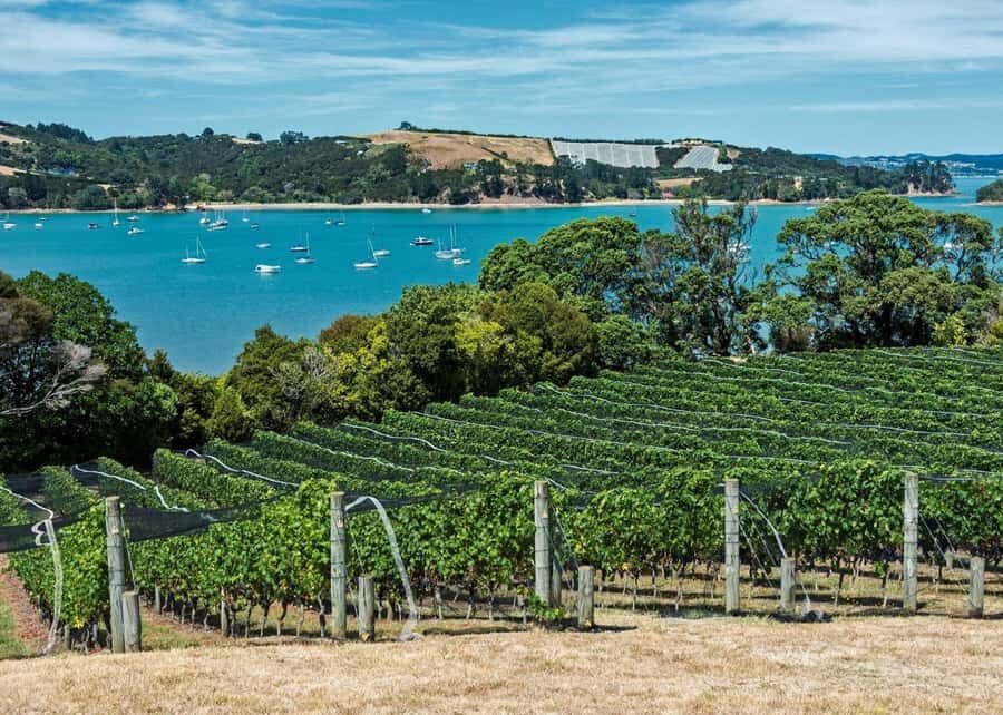 Auckland: Waiheke Island Luxury Experience Private Tour - Food tasting, gourmet lunch, and how to make the day feel balanced