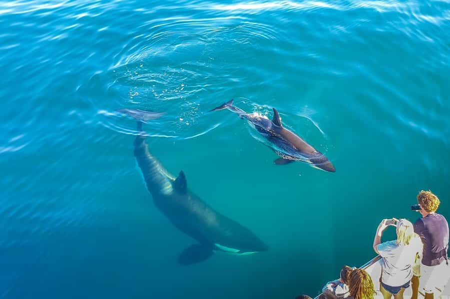 Auckland: Whale and Dolphin Watching Half-Day Eco Cruise - Birds, plankton science, and the onboard research angle
