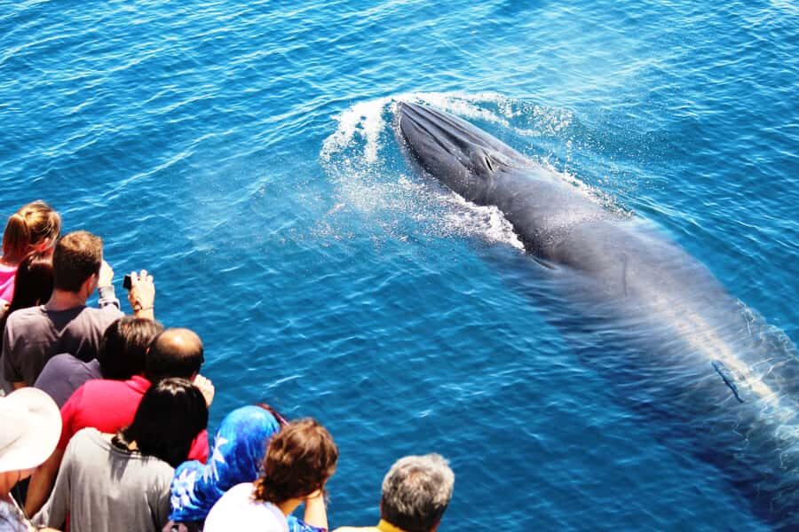 Auckland: Whale and Dolphin Watching Half-Day Eco Cruise - First looks: North Head, Devonport, and Rangitoto from the water