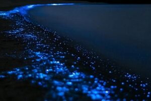 Bioluminescence Kayak Tour - Est. 1994 - Stop 1: Long Bay–Okura Night Paddle Where The Hauraki Gulf Goes Quiet