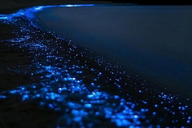 Bioluminescence Kayak Tour - Est. 1994 - Stop 1: Long Bay–Okura Night Paddle Where The Hauraki Gulf Goes Quiet