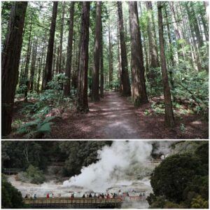 From Auckland: Day Trip to Rotorua with Optional extras - Premium minibus comfort matters on a long drive