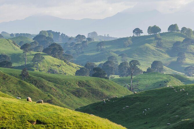 From Auckland:Hobbiton Movie Set & Waitomo Caves Small Group Tour - Green Dragon Inn drink and the ride back to Auckland