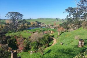 Hobbiton Afternoon Tour in Luxury Minibus from Auckland - The Waikato drive: dairy country, local stories, and good pacing