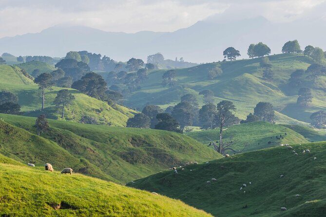 Hobbiton Movie Set Guided Day Tour with Lunch from Auckland - Price and value: is $204.79 a fair deal for this day?