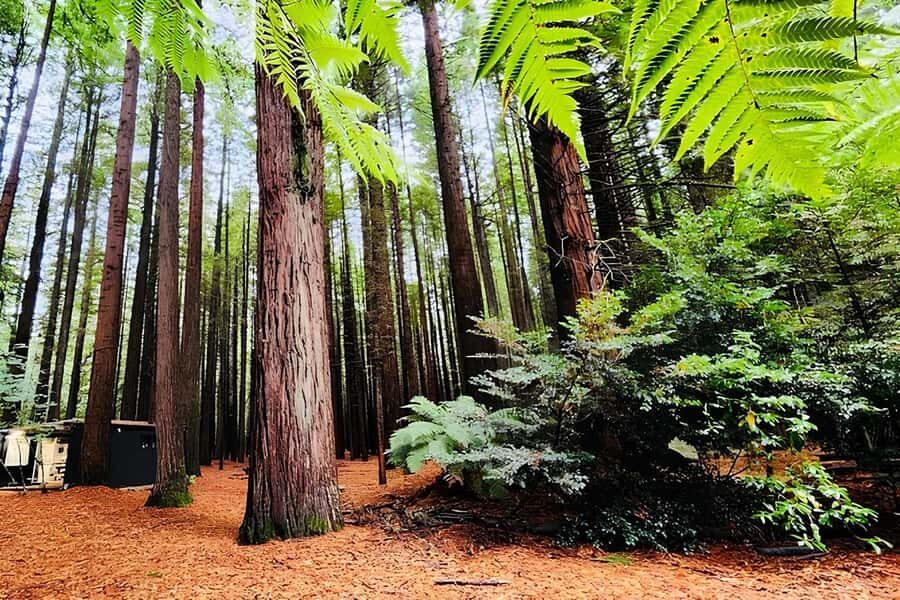 Private Hobbiton & BlueSprings & Redwood forest fromAuckland - Rotorua city, geothermal sights, and Blue Springs timing