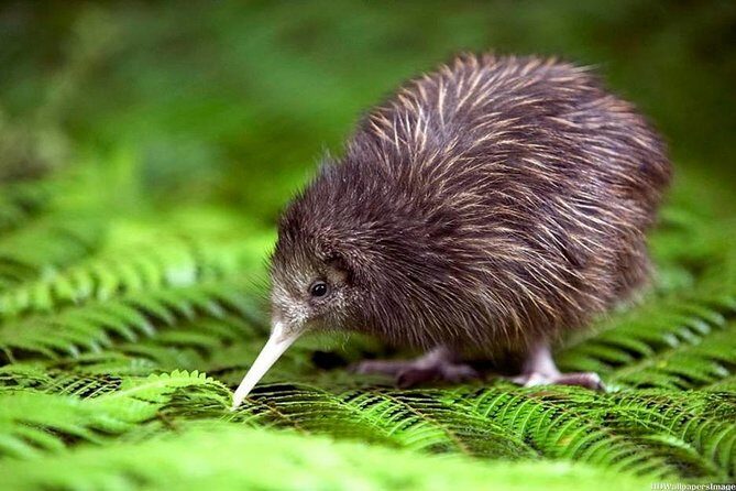 Private tour from Auckland - Waitomo Glowworm Caves, Zealong Tea & Kiwi Bird - Waitomo Glowworm Caves on a guided boat tour