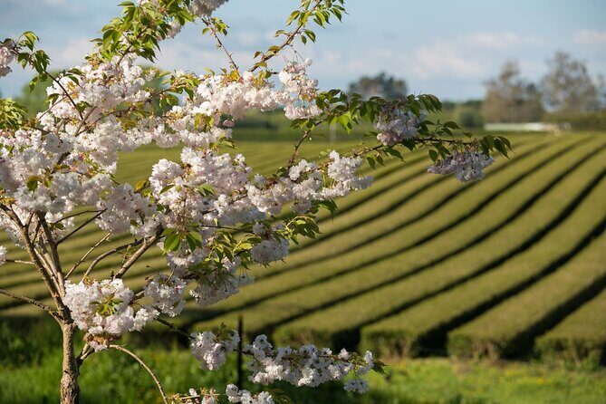 Private tour from Auckland - Waitomo Glowworm Caves, Zealong Tea & Kiwi Bird - Kiwi House: kiwi, tuatara, and nocturnal surprises