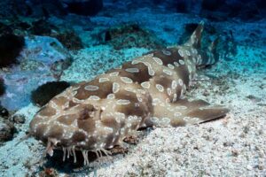 Sea Life Kelly Tarlton's Aquarium General Admission - Getting there and choosing the right time window