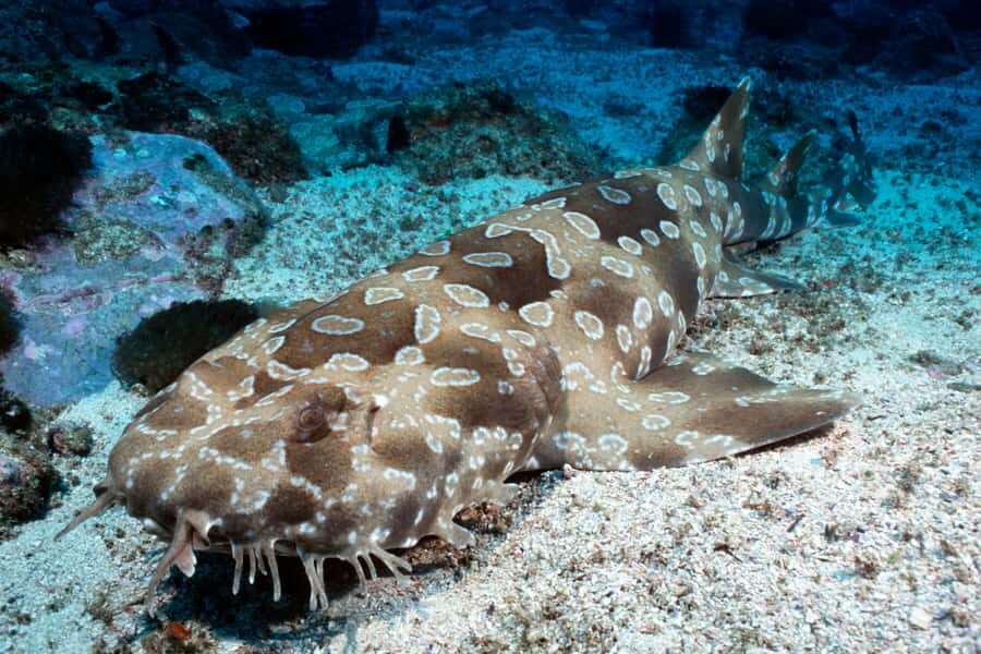 Sea Life Kelly Tarlton's Aquarium General Admission - Getting there and choosing the right time window