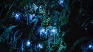 See Auckland's Secret Glow Worms - The sunset schedule: when pickup changes and why it matters