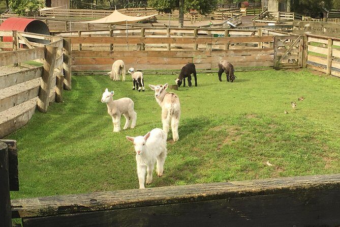 Sheep World Country Tour from Auckland - Key highlights at a glance