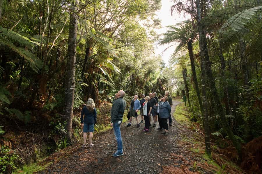 Waitakere Ranges Wilderness Experience Tour from Auckland - The rainforest hike: kauri, giant tree ferns, and birdsong
