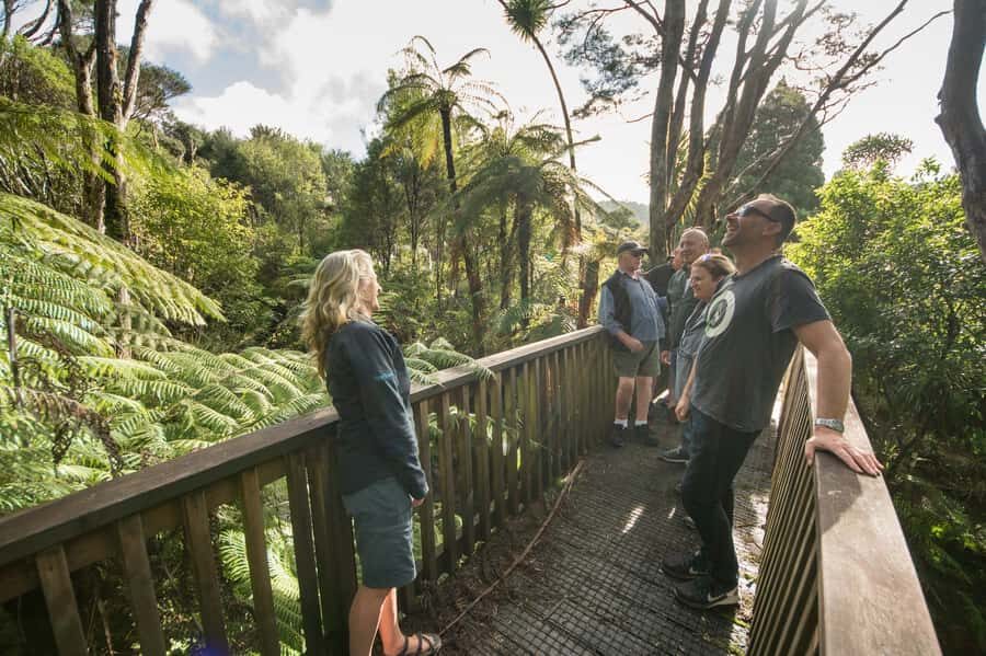 Waitakere Ranges Wilderness Experience Tour from Auckland - Kiwi-style afternoon tea: the friendly reset between wild stops