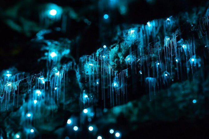 Waitomo Caves Private Tour from Auckland - A private 8-hour Waitomo day from Auckland: timing and comfort