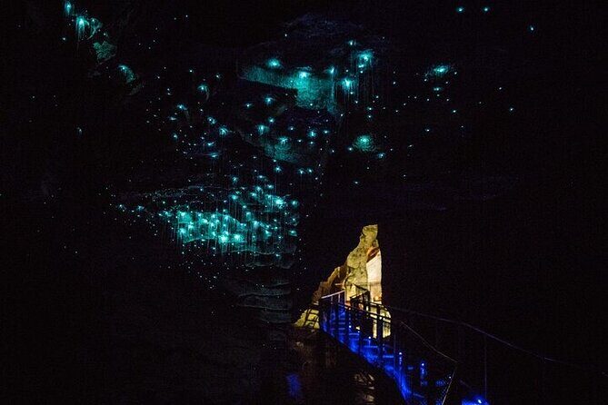 Waitomo Glow Worm Caves - The Auckland-to-Waitomo road trip: comfortable van, real time in transit