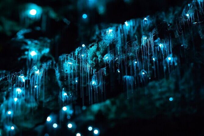 Waitomo Glow Worm Caves - Price and value: what you’re really paying for at $173.14