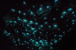 Waitomo Glow Worm Caves & Te Puia (Rotorua) Private Tour - Getting rolling: Auckland pickup and the long Waikato drive