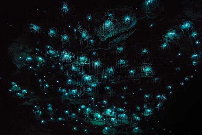 Waitomo Glow Worm Caves & Te Puia (Rotorua) Private Tour - Getting rolling: Auckland pickup and the long Waikato drive